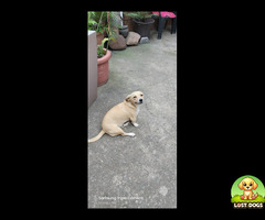 Lost Beige Jack Russel mix on Phoenix Durban