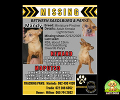 Lost Miniature Pincher between Sasolburg and Parys