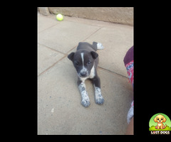 They stole my Black and white Bambi in Cloverdene..Chief A Luthuli Park