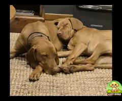 2 vizsla males missing in Riversdale