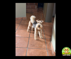 Lost Brown Wire Haired Terrier.
