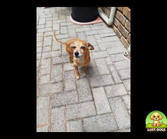 Small dog found in Wilgeheuwel