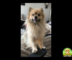 Lost tan Pomeranian in Lyndhurst