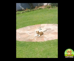 Lost brown and white jack Russell in Ennerdale.