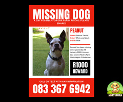 Lost Boston Terrier in Welgelegen