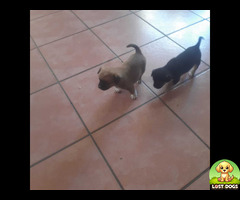 Lost  brown and black baby dog
