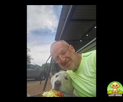 Nella, female swiss shepherd taken away by my ex to given for adoption