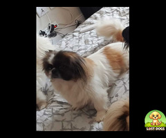 Lost White (Brown Spots) Pekingese in Randpark Ridge