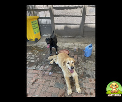 Lost golden retriever found in Bordeaux South