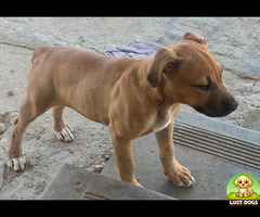 Lost dog in Wellington, Cape Town