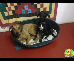 Lost black dog in Rietondale