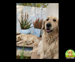 Missing Golden Retriever in Pretoria