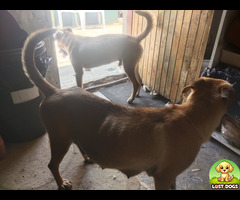 Lost Ridgeback dogs in Springs