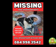 Lost Terrier from Krugersdorp