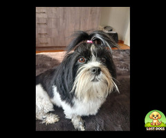 Lost Black and White Shihtzu in Benoni