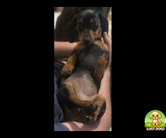 Lost Black Daschund in Randfontein