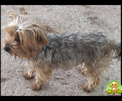 FOUND KRUGERSDORP NORTH YORKIE GIRL