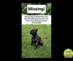 Lost dog in Helikon Park, Randfontein