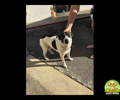 Found Dog Durbanville Baxter Avenue