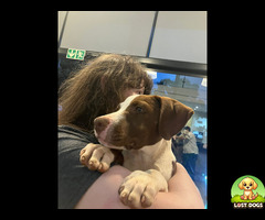 Pit Bull Puppies Found