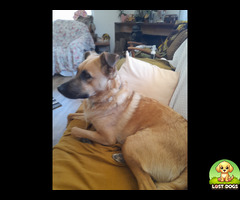Lost dog in Randpark Ridge