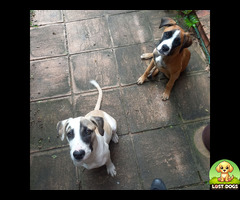 Pair of dogs found in Florauna