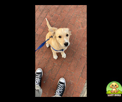 Urgently needs a home