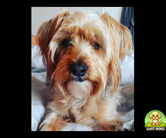 Peanut, Yorkie, lost, Athlon, Durban North