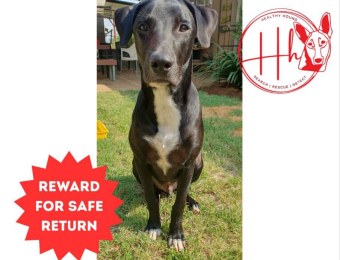 MISSING Labrador mix Fynnley from Suiderberg, Pretoria West (with photo)