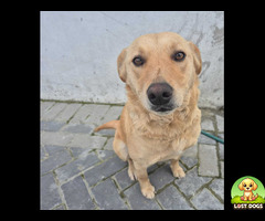 Female Dog Found in Bothasig