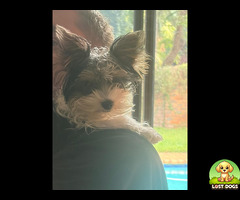 Lost of stolen yorkie in pretoria north nina park- allan