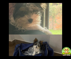 Lost yorkie in pretoria north- allen