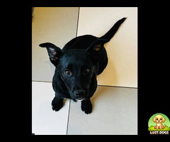 🚨 FOUND PUPPY — Kloof Nek Road, Tamboerskloof 🚨