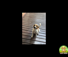 lost Jack russel in pretoria - Bailey
