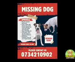 Lost Jack Russell in Pretoria -- Spikkels