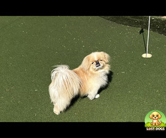 Lost Pekingese in Gauteng - Muffins