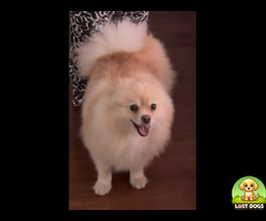 Lost Pomeranian in Bendor Polokwane, brown and white - Buttecup