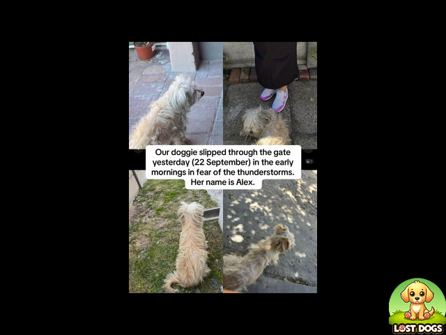 Lost MISSING DOG (MALTESE POODLE) IN BELHAR ERICA TOWNSHIP, CAPE TOWN - ALEX in Cape Town — Maltese Poodle