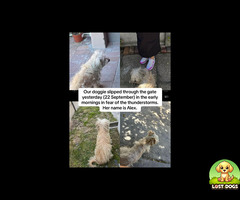 MISSING DOG (MALTESE POODLE) IN BELHAR ERICA TOWNSHIP, CAPE TOWN - ALEX