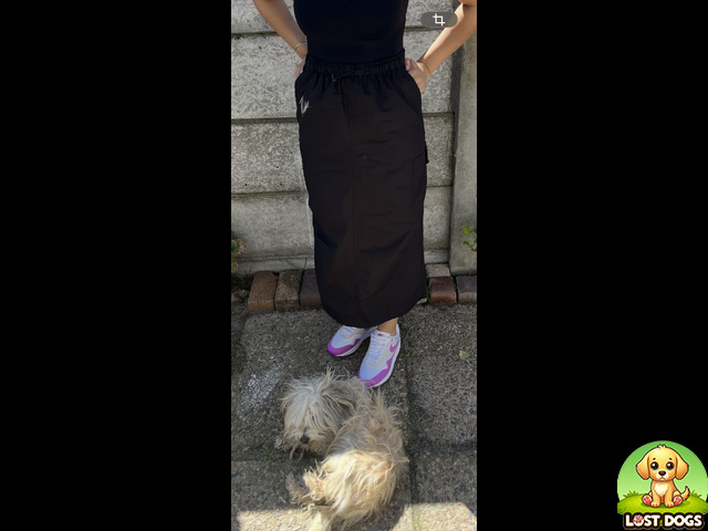 Lost MISSING DOG (MALTESE POODLE) IN BELHAR ERICA TOWNSHIP, CAPE TOWN - ALEX in Cape Town — Maltese Poodle