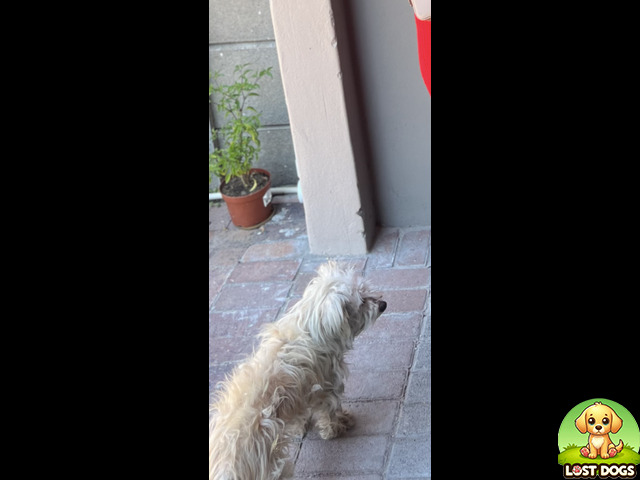 Lost MISSING DOG (MALTESE POODLE) IN BELHAR ERICA TOWNSHIP, CAPE TOWN - ALEX in Cape Town — Maltese Poodle