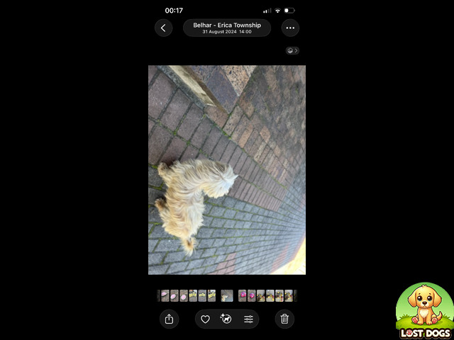 Lost MISSING DOG (MALTESE POODLE) IN BELHAR ERICA TOWNSHIP, CAPE TOWN - ALEX in Cape Town — Maltese Poodle