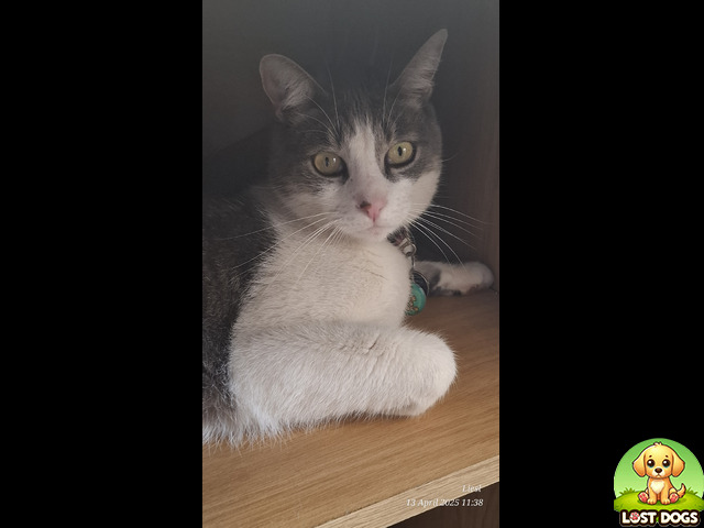 Lost Lost cat, Dalpark Proper, Brakpan in Brakpan — Cats