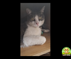 Lost cat, Dalpark Proper, Brakpan