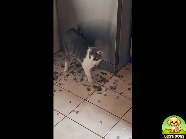 Lost Lost cat, Dalpark Proper, Brakpan in Brakpan — Cats