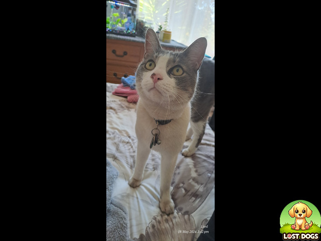 Lost Lost cat, Dalpark Proper, Brakpan in Brakpan — Cats