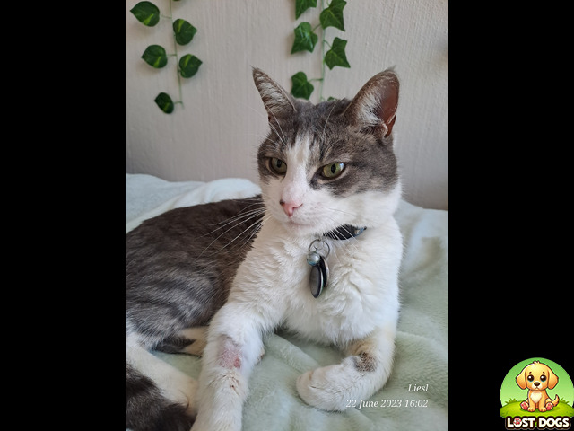 Lost Lost cat, Dalpark Proper, Brakpan in Brakpan — Cats