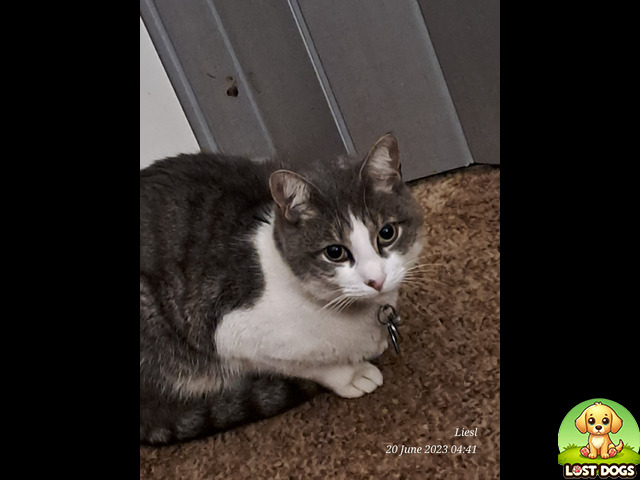Lost Lost cat, Dalpark Proper, Brakpan in Brakpan — Cats