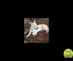 Lost mix breed in La Lucia, white long hair , blue collar. One floppy ear.