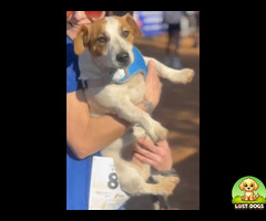 Lost Jack Russel male - Tjomma